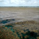 Ученые обнаружили «великий саргассовый пояс» в Атлантике