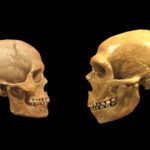 Антропологи нашли древнейшие останки сапиенсов за пределами Африки