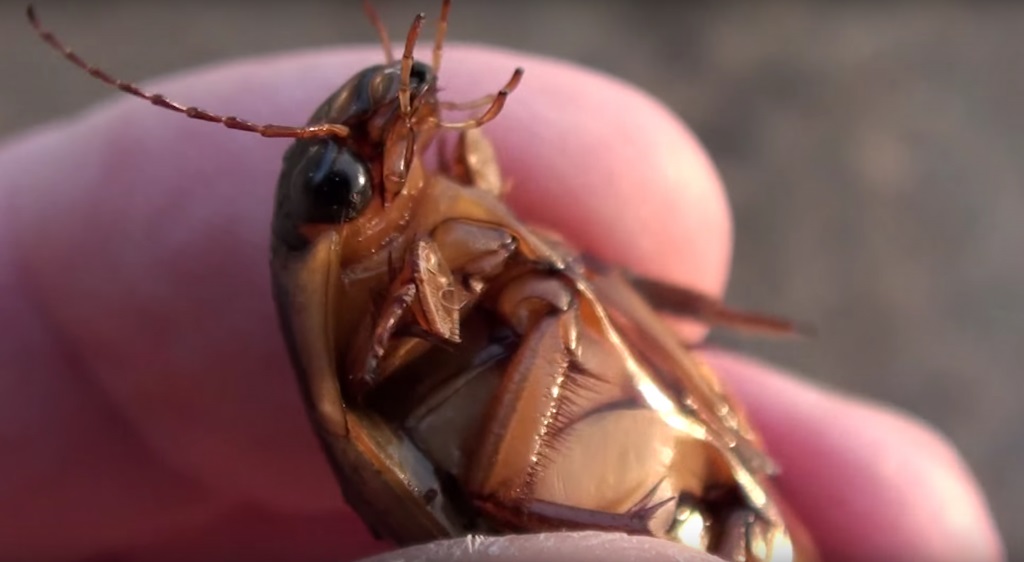 cockroaches-american-periplaneta-americana-prevent-infestation-with-1024x562