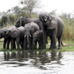 Молодые слоны научились объединяться в «банды»