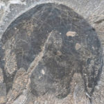 Палеонтологи описали «тысячелетних соколов» кембрийского периода