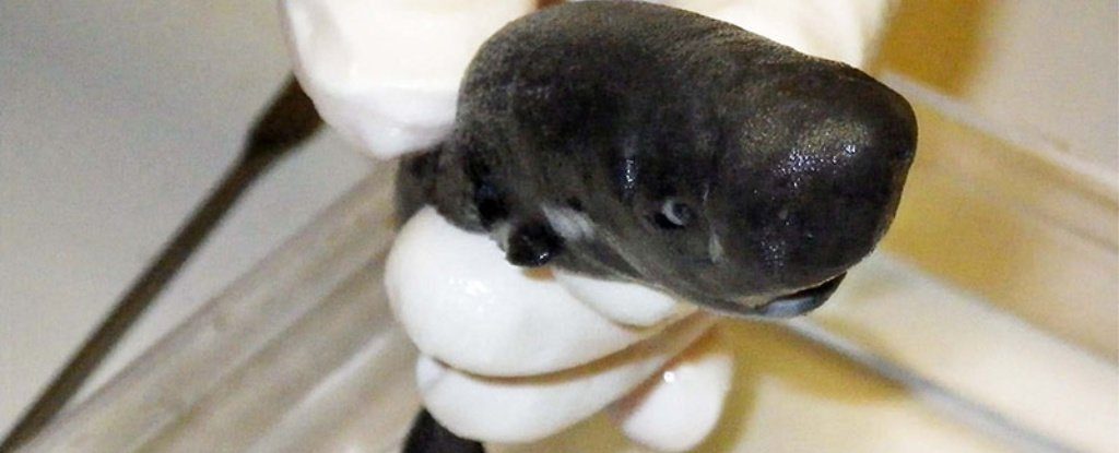 front_view_pocket_shark533_1_1024