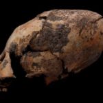 В Китае нашли чрезвычайно древние «ксеноморфные» черепа