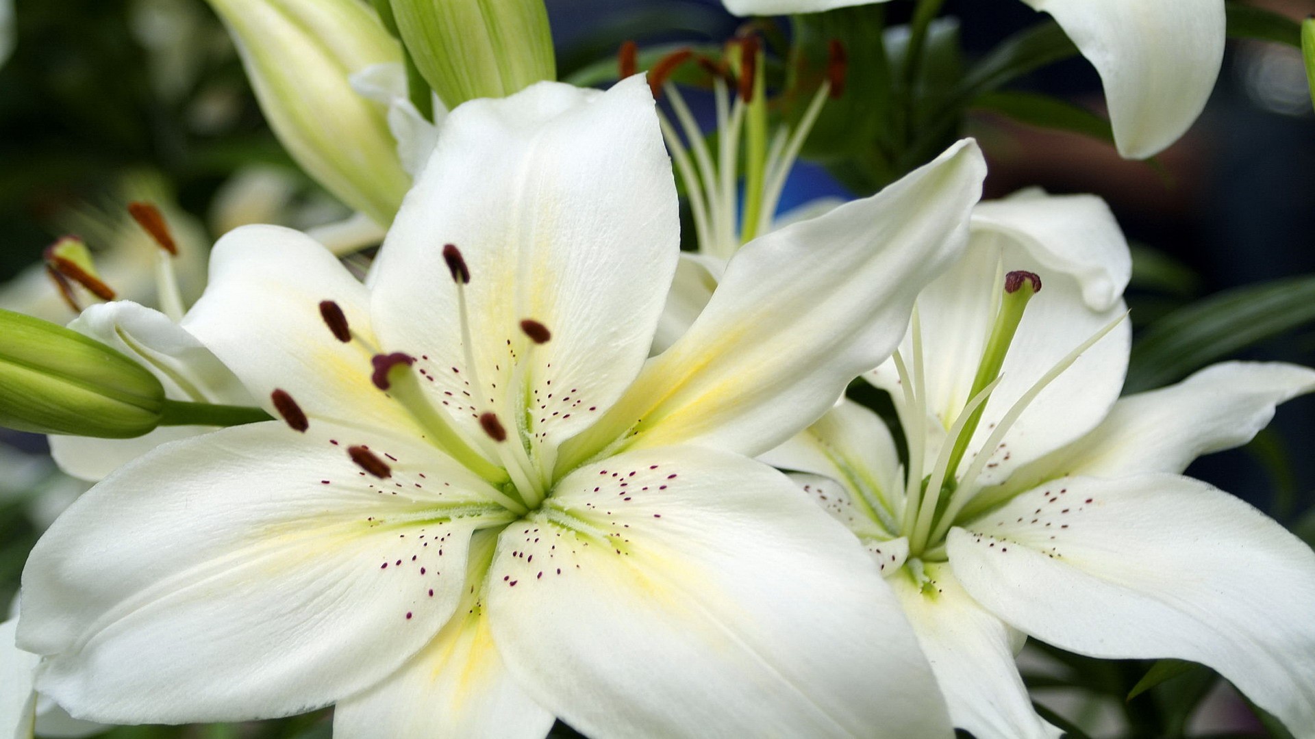 nature_flowers_large_white_lilies_058387_