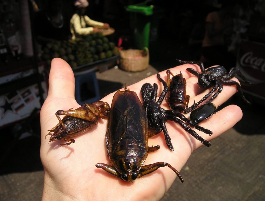 syotaviahyonteisia