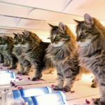 Китайская компания запускает услугу по клонированию кошек