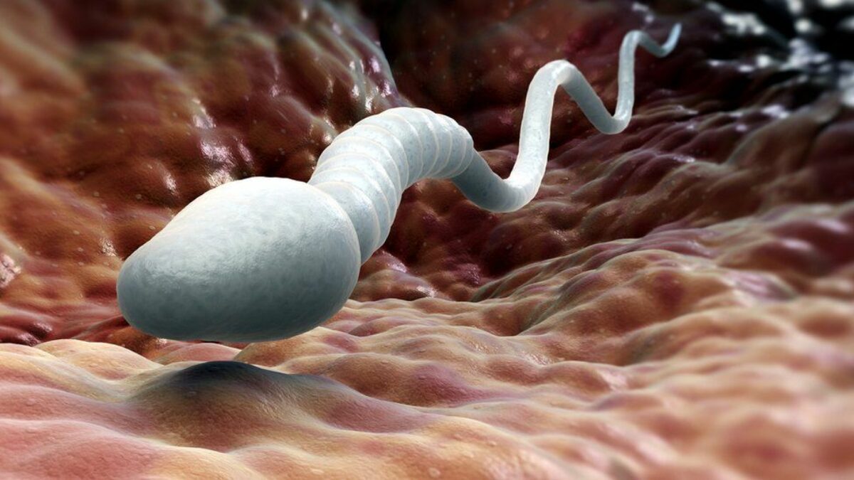 Как астаксантин влияет на качество спермы после криоконсервации?