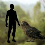 Размером с ребенка: палеонтологи впервые нашли останки гигантского попугая