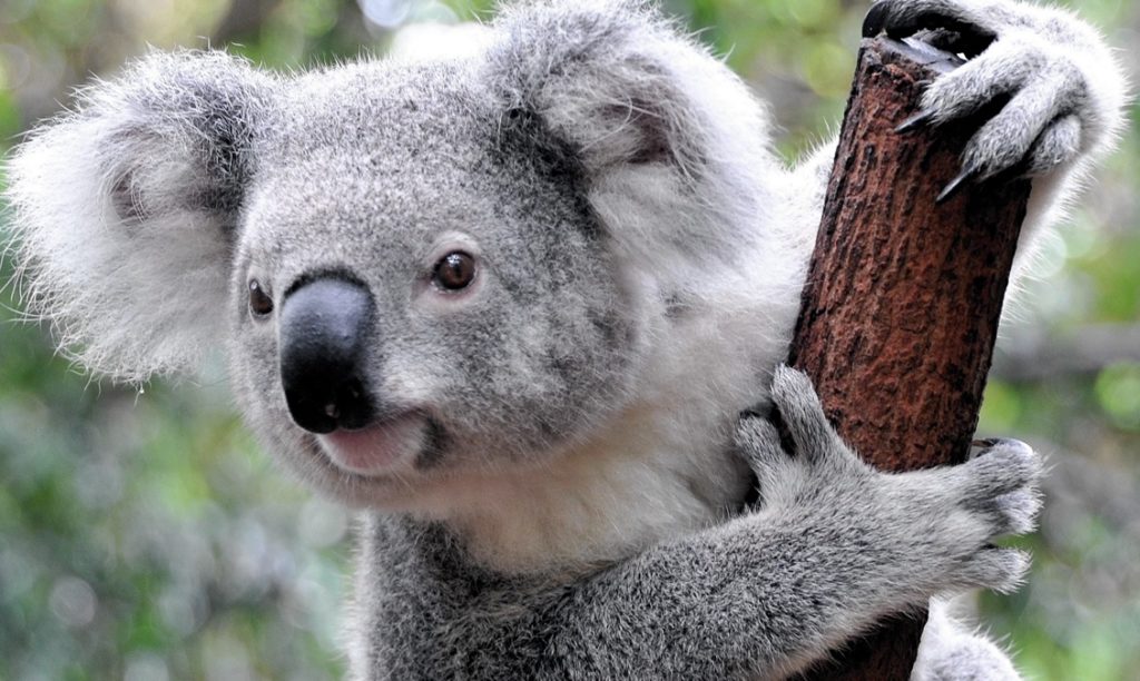 koala0