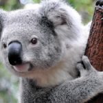 Фекальная трансплантация поможет спасти вымирающих коал