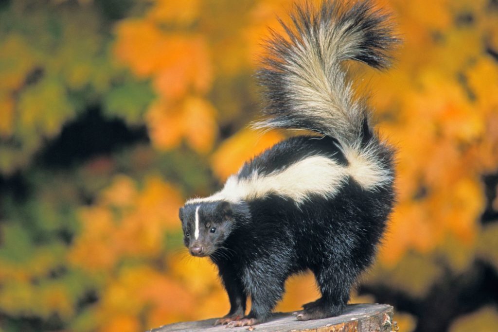 skunk0