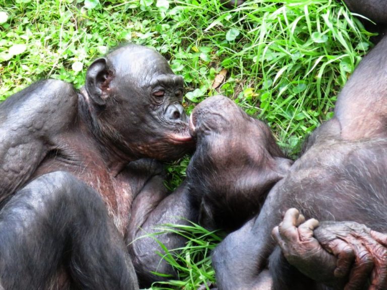06-bonobos-carol-fullerton-samsel-flickr