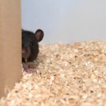 Крысы могут играть в групповые игры просто ради удовольствия