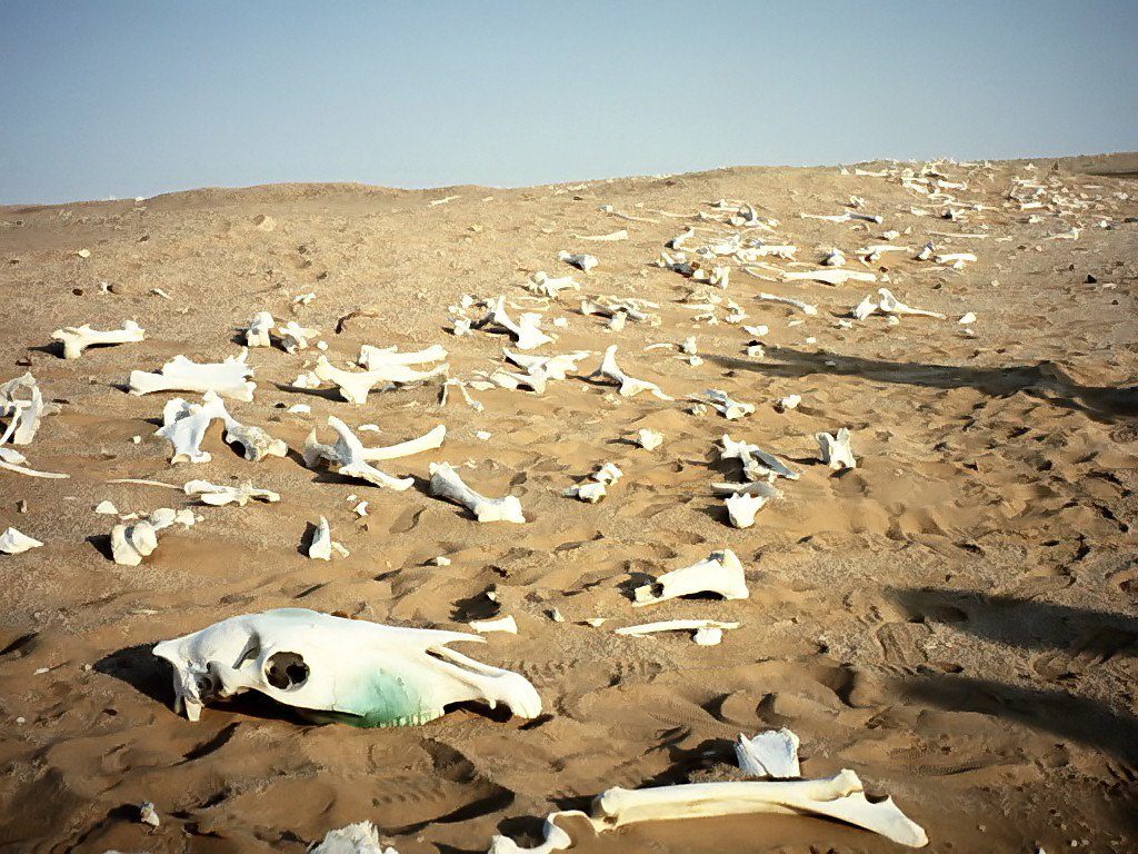 1539768536_bones-desert