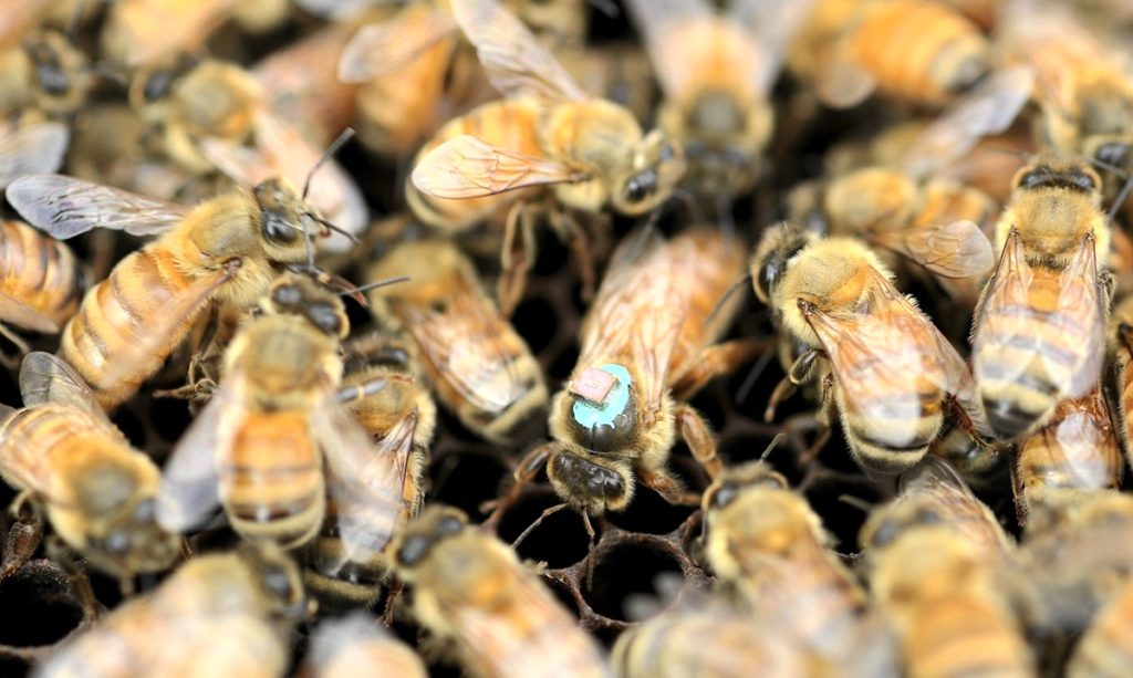 bees0