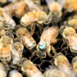 Сперма трутней способна ослепить пчеломатку