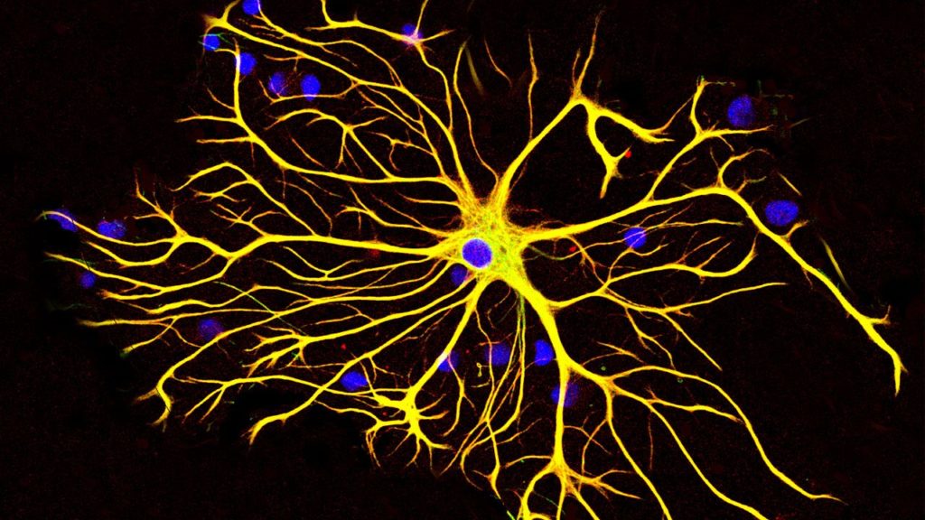 ep_astrocyte5_16x9