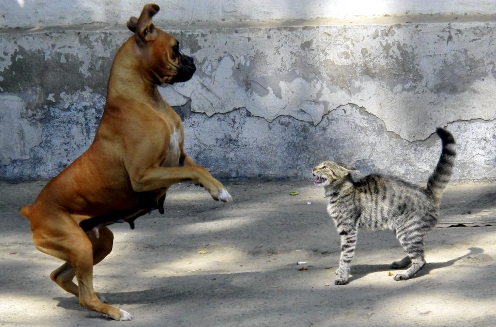 fight0