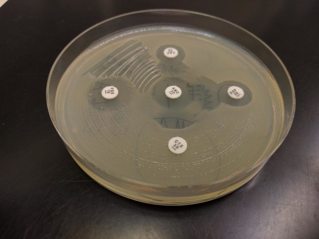 gull-petri-dish_0