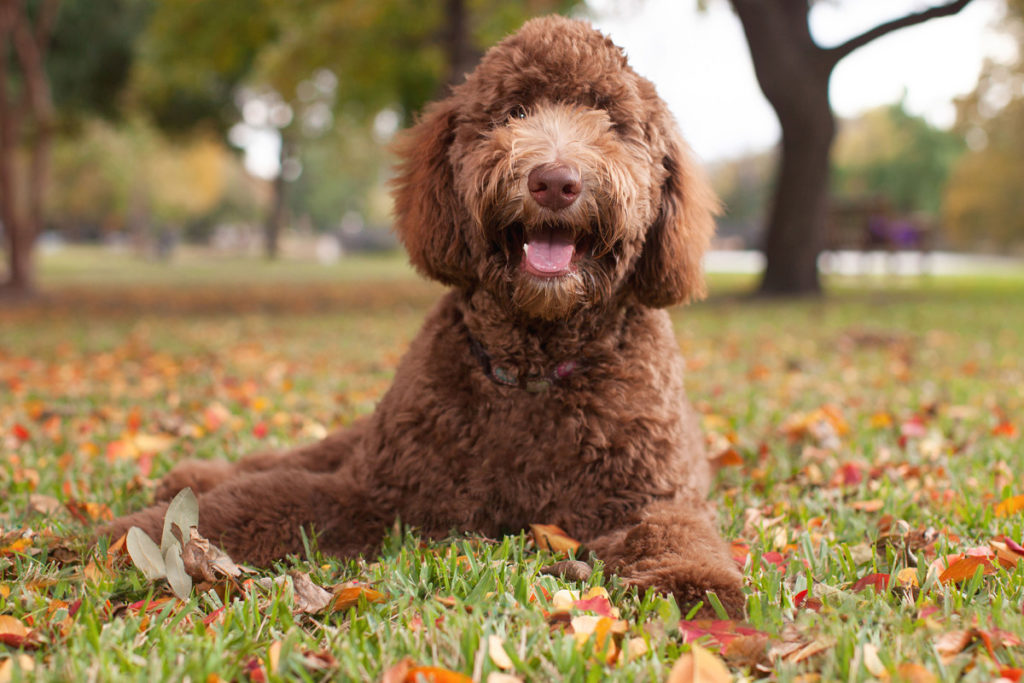 labradoodle-frankenstein