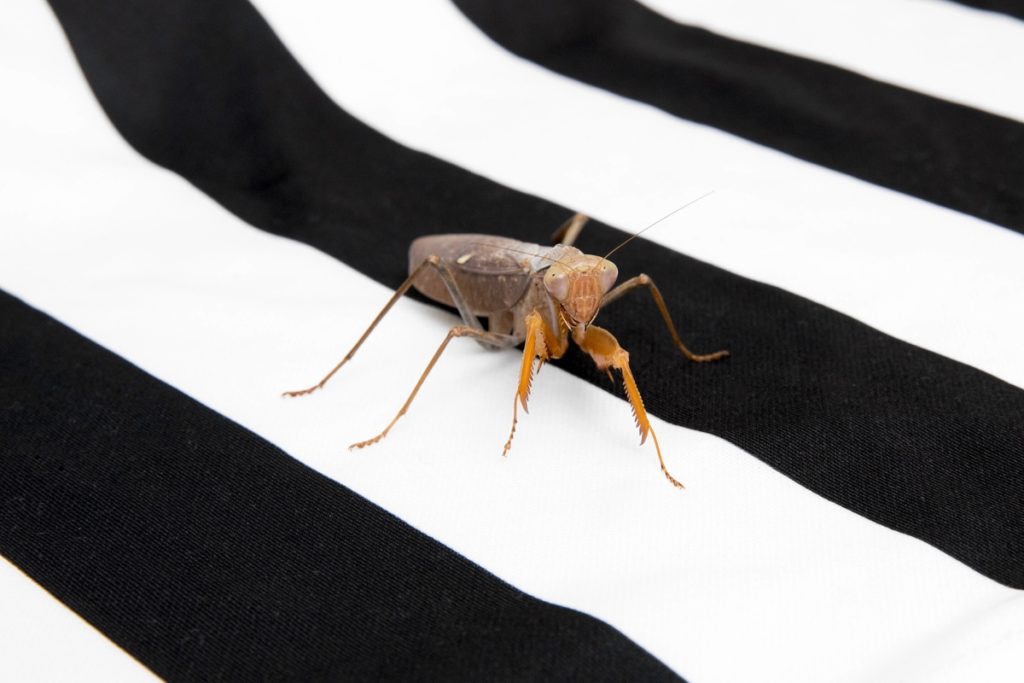 poloski0