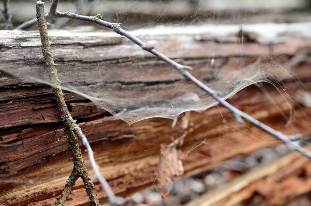 spider0