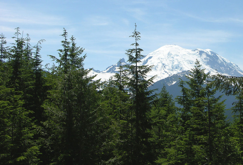 tsuga_heterophylla_near_rainier