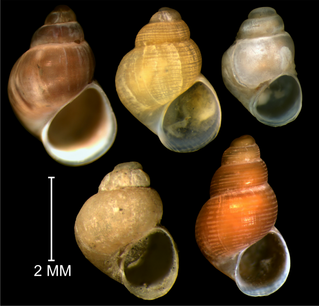 Все представители рода Boreocingula. Первый ряд: Boreocingula martyni, Boreocingula alaskana, Boreocingula sirenkoi. Второй ряд: Boreocingula globulus, Boreocingula castanea