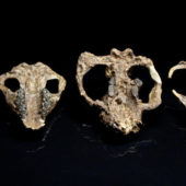 Некоторые из черепов древних млекопитающих, найденных в Корал-Блаффс в Колорадо