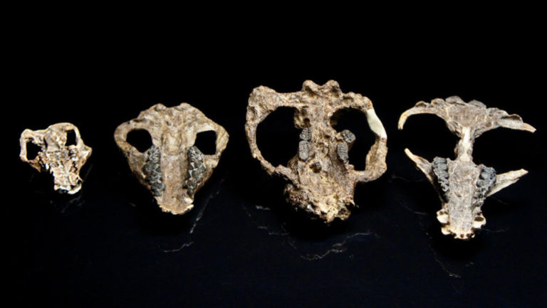Некоторые из черепов древних млекопитающих, найденных в Корал-Блаффс в Колорадо