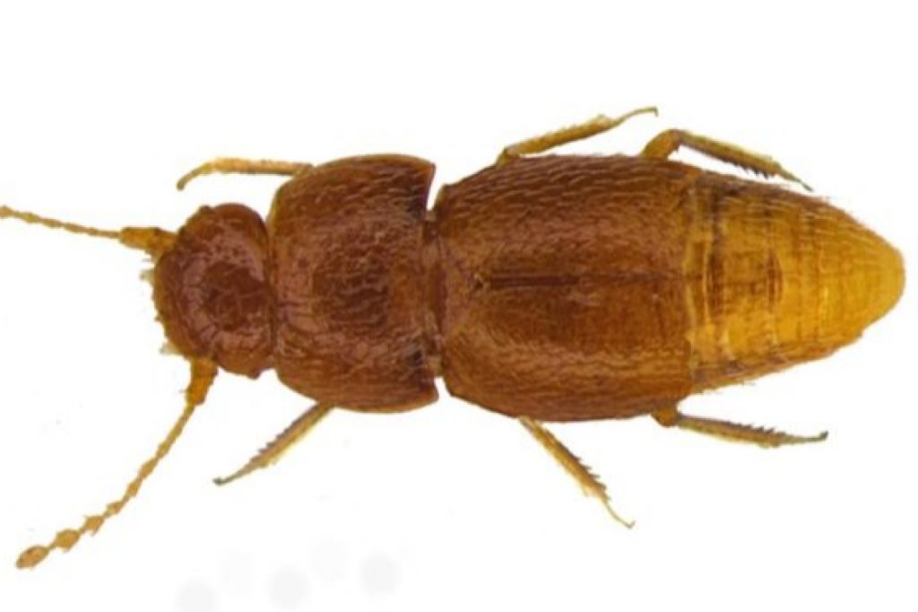 Новый вид жука Nelloptodes gretae