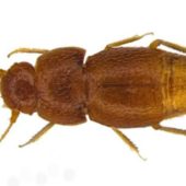 Новый вид жука Nelloptodes gretae