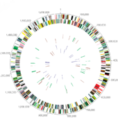 Графическое представление секвенированного генома H.pylori