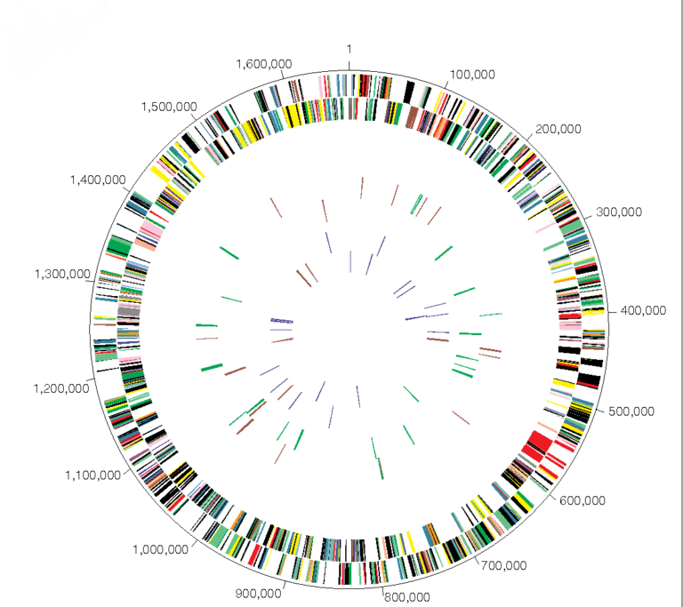 Графическое представление секвенированного генома H.pylori