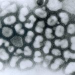 Ученые обнаружили эффективное средство против вируса гриппа