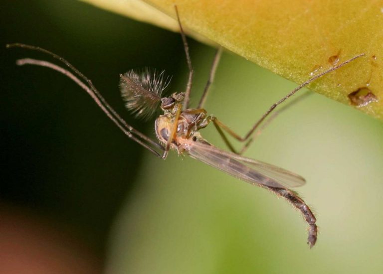 Африканский комар Polypedilum vanderplanki