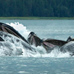 Видео: киты ловят добычу при помощи сети из пузырей