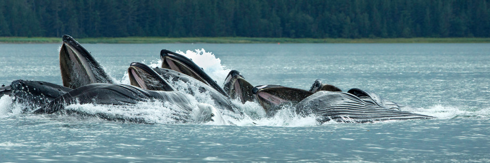 Охота горбатых китов