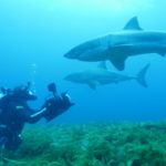 Уязвимые и любознательные: 10 фактов об акулах