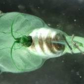 Из-за массы клеток цианобактерий тело головастика стало зеленым