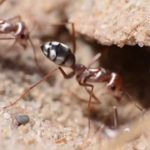 Пустынные муравьи оказались в числе самых быстрых животных мира