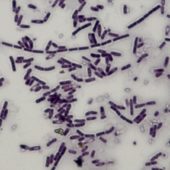 Bacillus cereus под микроскопом