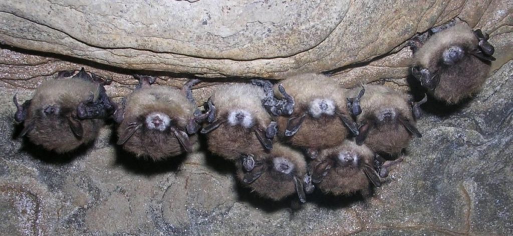 Летучие мыши, зараженные грибком Pseudogymnoascus destructans