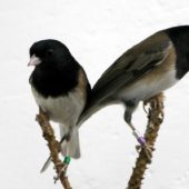Серые юнко — воробьиные птицы размером около 15 сантиметров