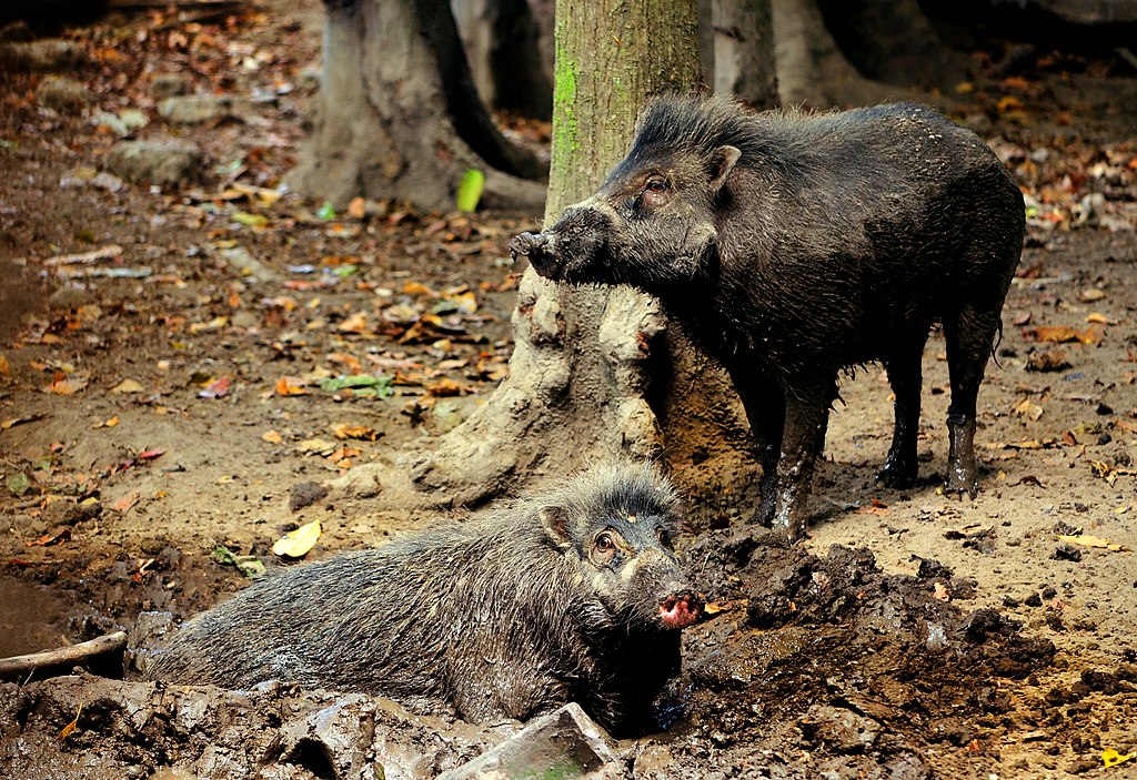 1024px-visayan_warty_pigs_sus_cebifrons_by_gregg_yan