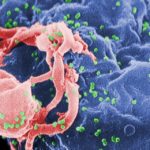 Антиретровирусная терапия способствует созданию резервуара латентных форм ВИЧ