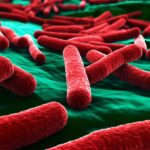 Бактерии оказались способны менять форму, избегая антибиотиков