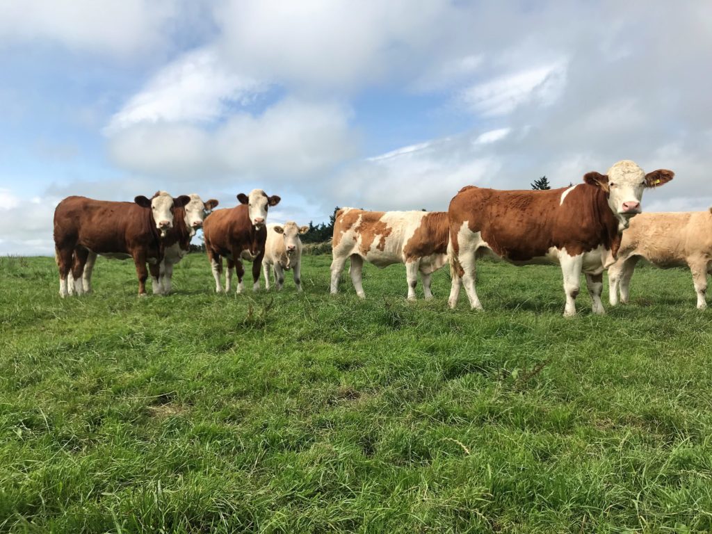 cows0