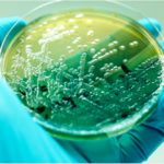 Бактерии сами подсказали ученым идею нового антибиотика