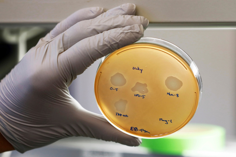 Проверка бактериальной культуры на антибиотикорезистентность